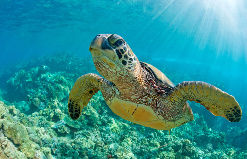 Sea turtle in Maui